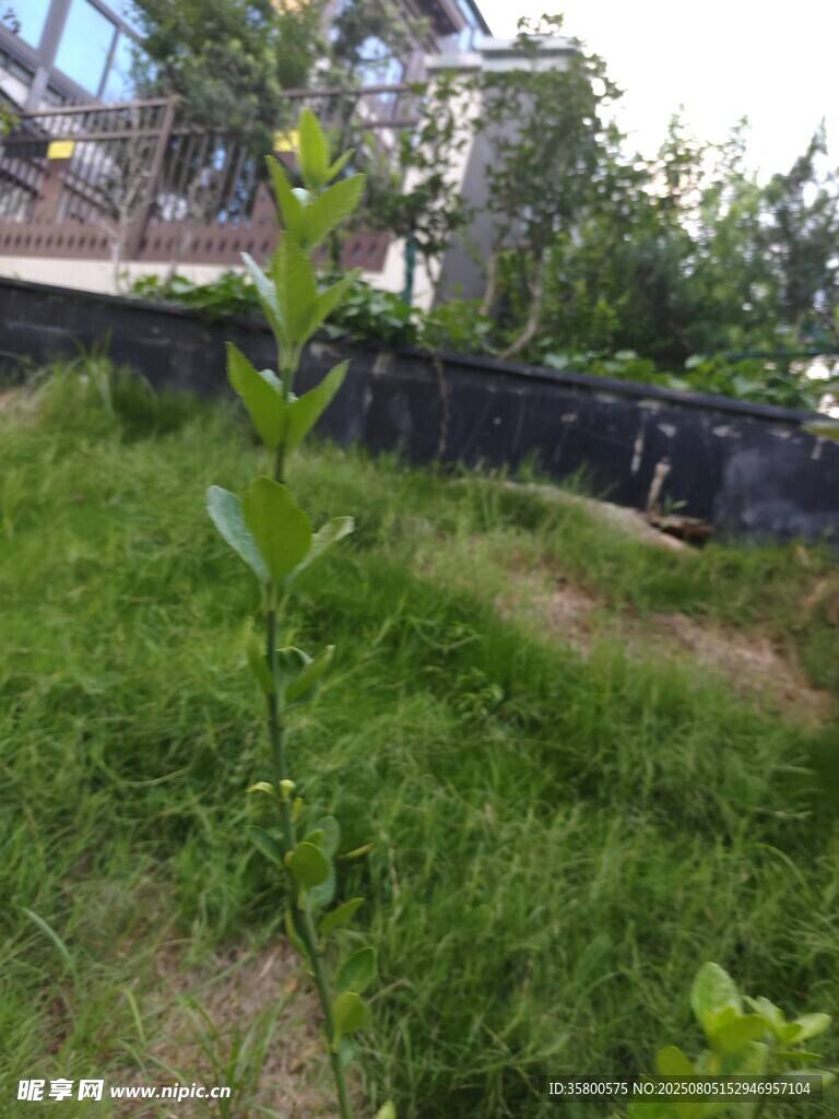 户外绿植与围栏景观
