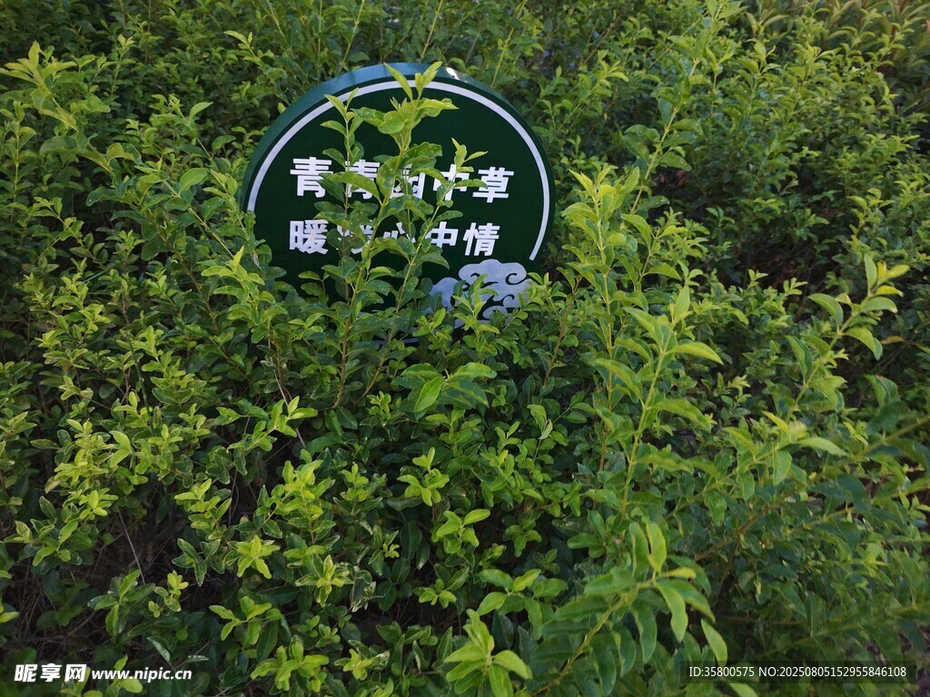 绿色植物中的指示牌