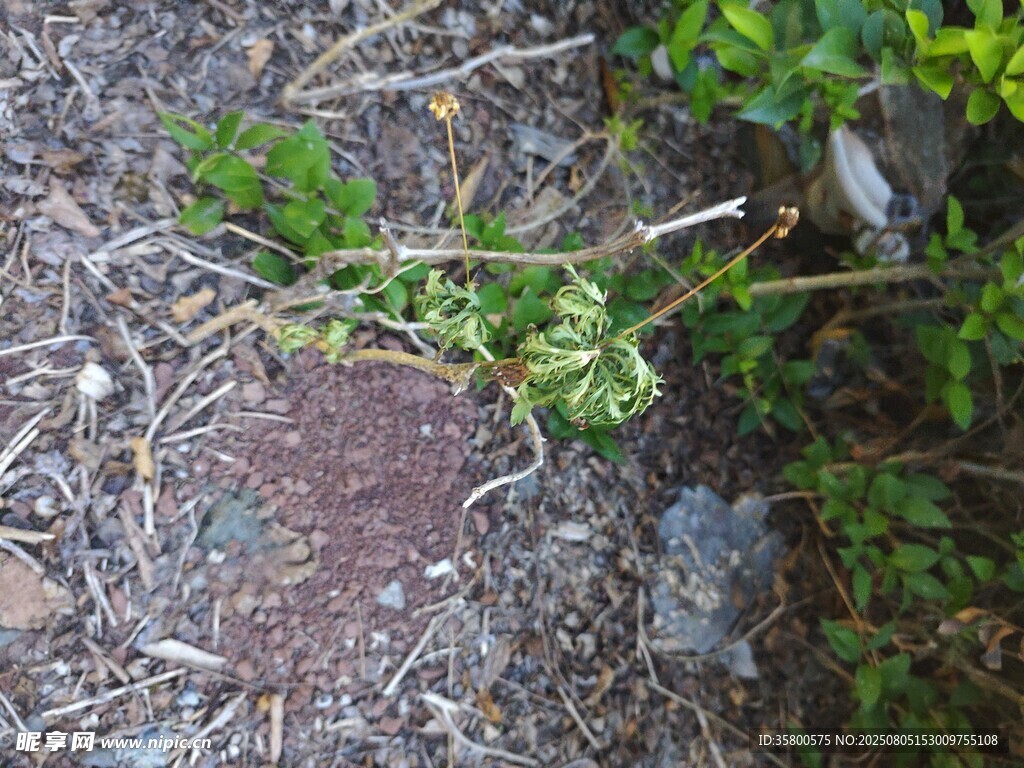 地面上的绿植与碎石