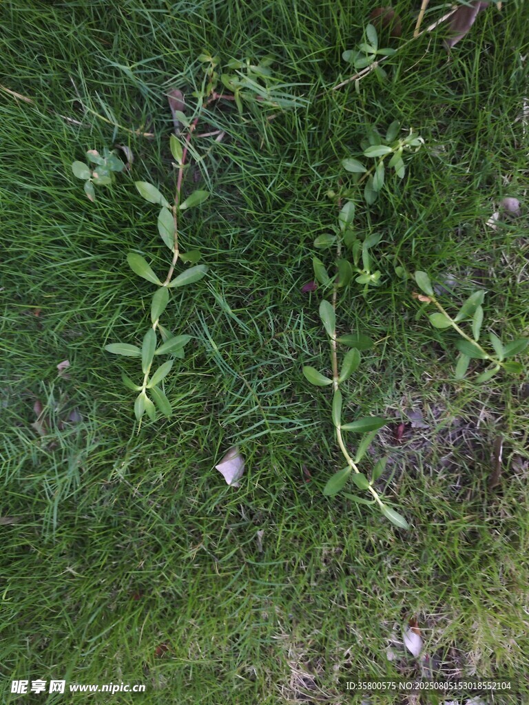 草地上的绿色植物与小花