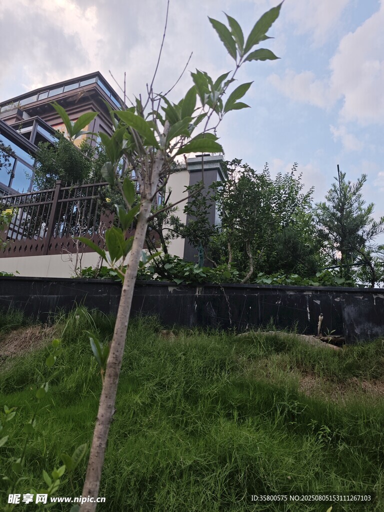 户外绿植旁的现代建筑
