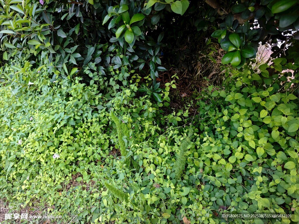 绿意盎然的繁茂植物
