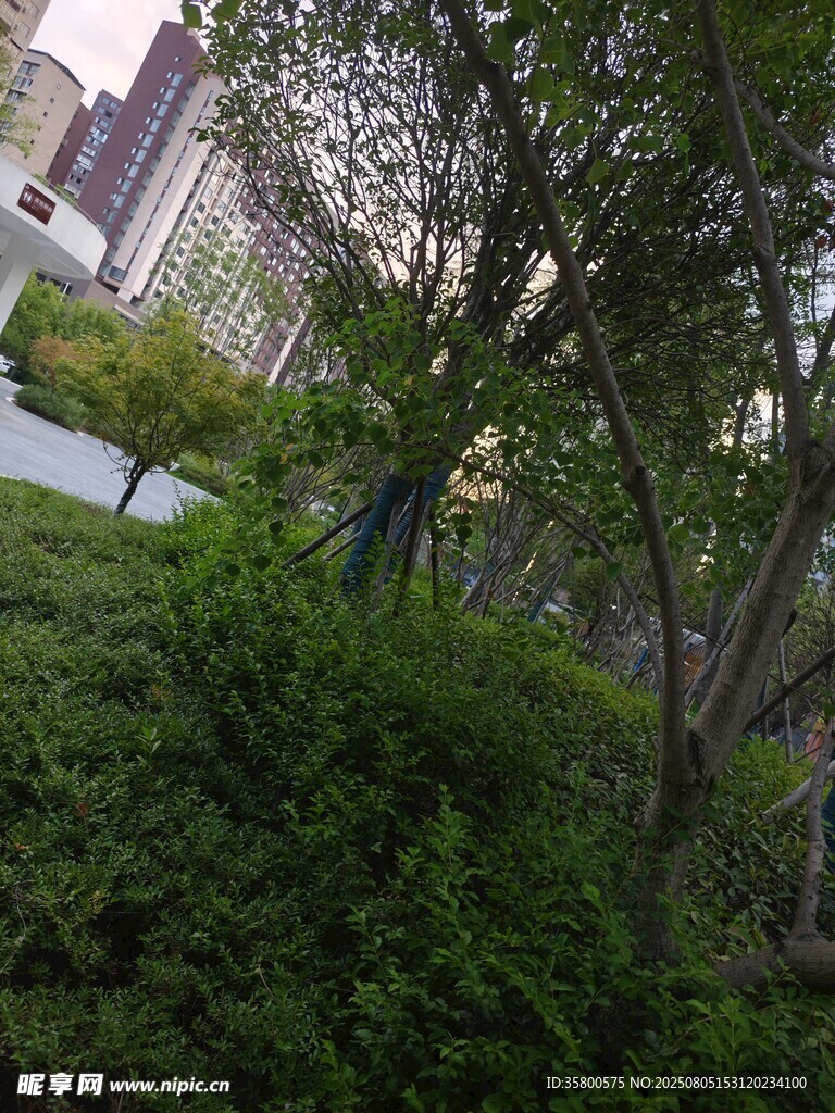 城市中繁茂的绿树景观