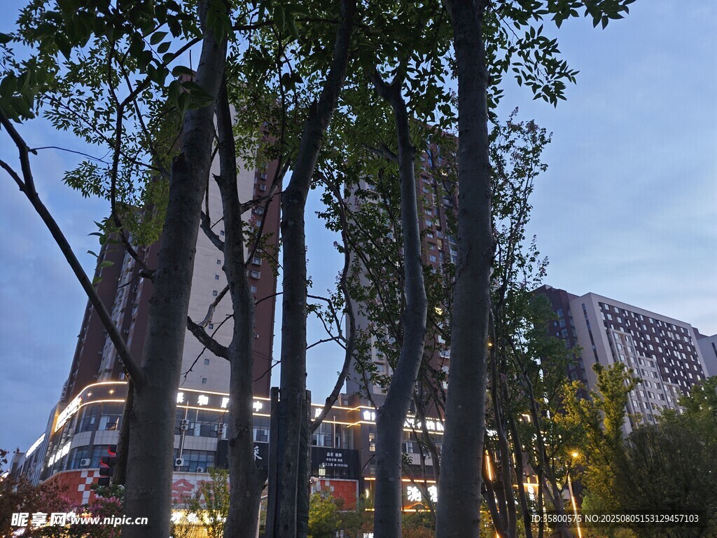 夜幕下的树木与建筑景观