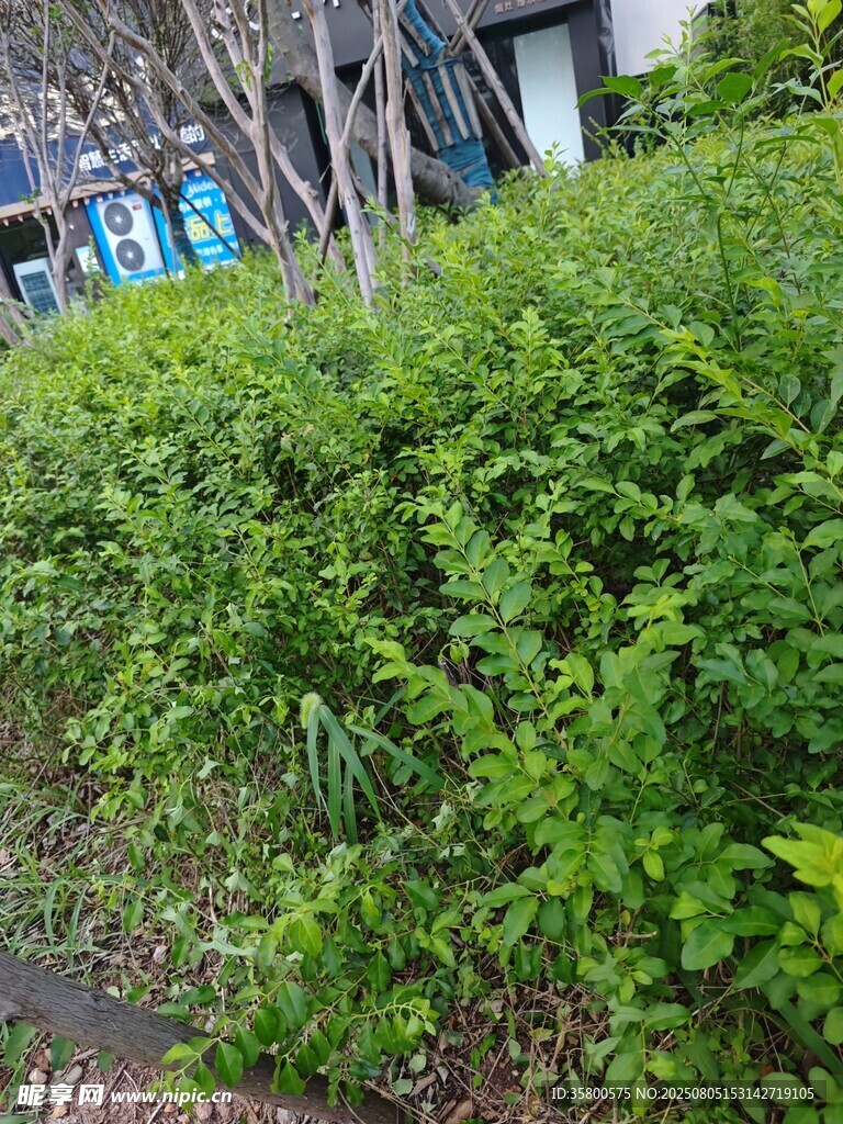 路边葱郁绿植景观