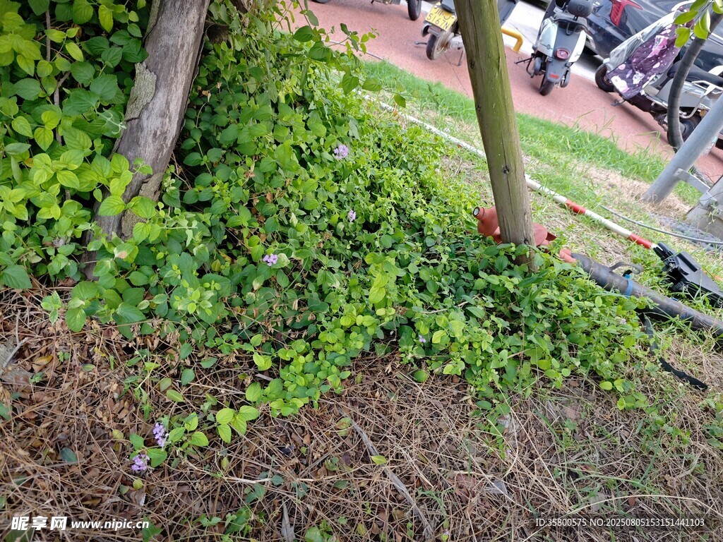 树下繁茂绿植生机勃勃