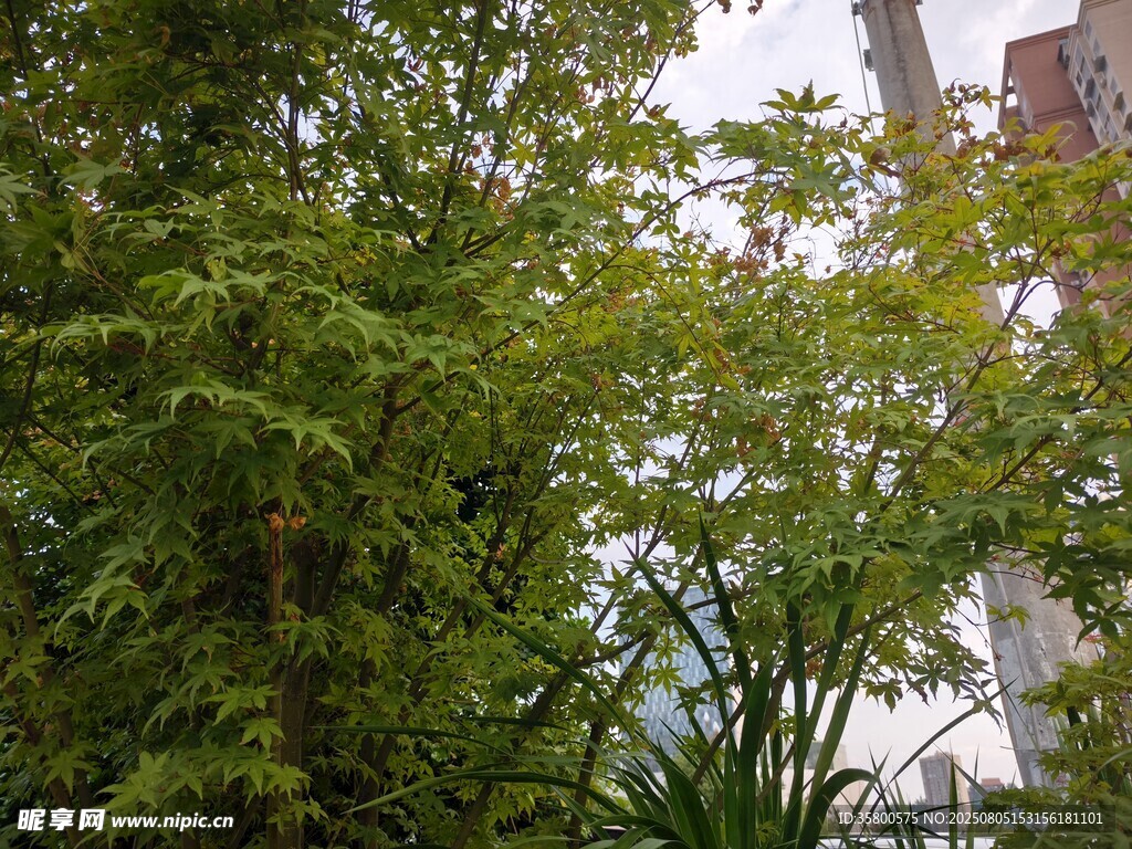 绿叶繁茂的城市绿植景观