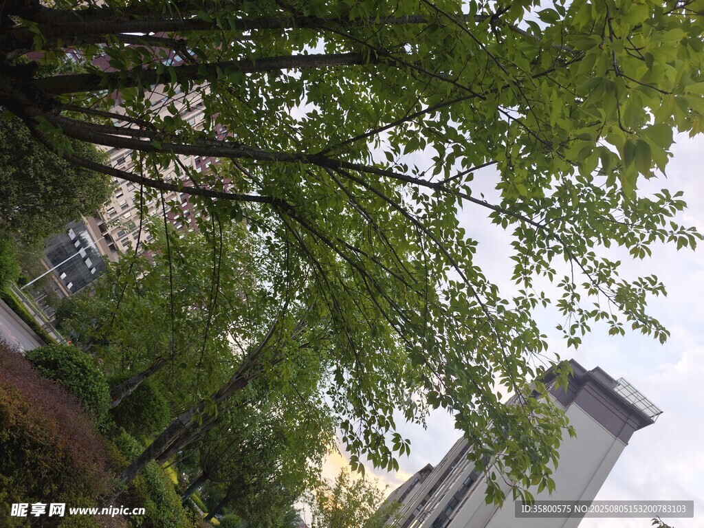 绿树掩映下的城市景象