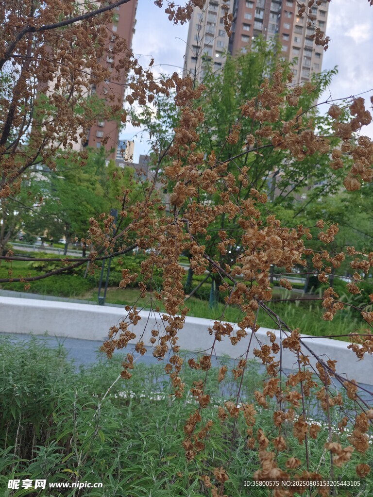 城市中红叶绿植景观