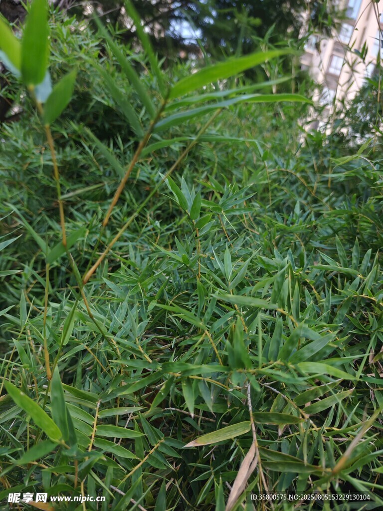 茂密翠绿的草丛植物景观