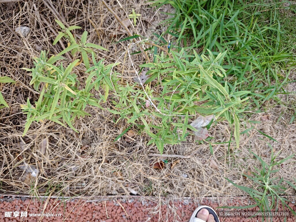 地面生长的绿色植物