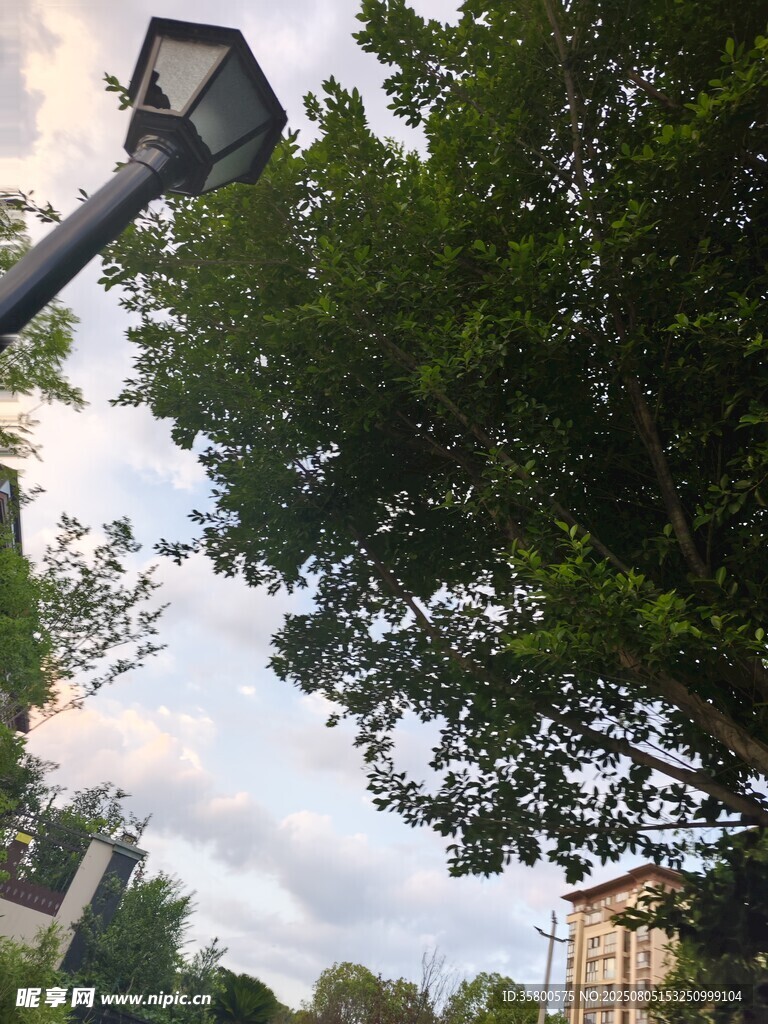 路灯下的绿树与天空