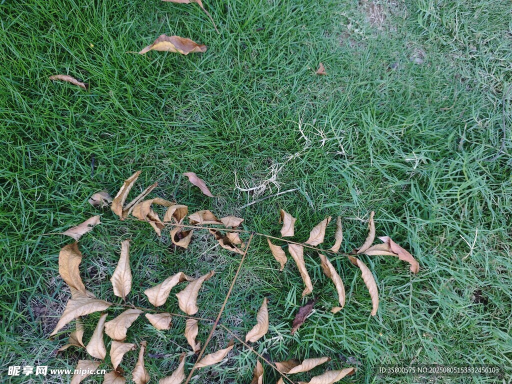 草地上散落的枯黄树叶
