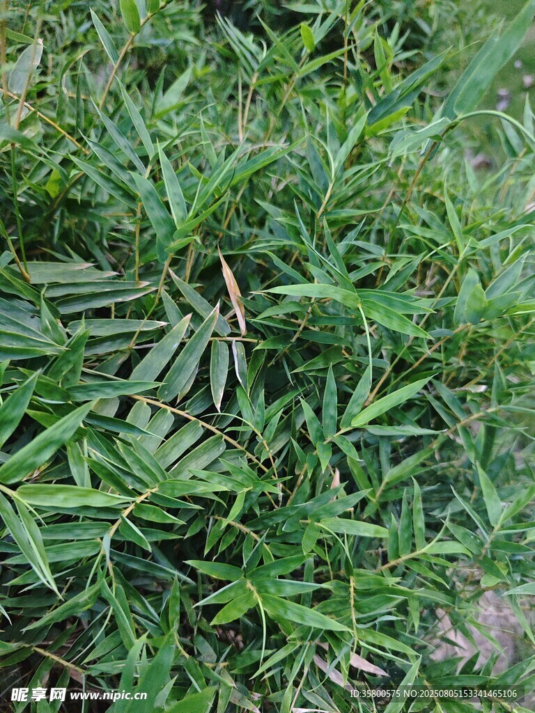 翠绿繁茂的丛生植物