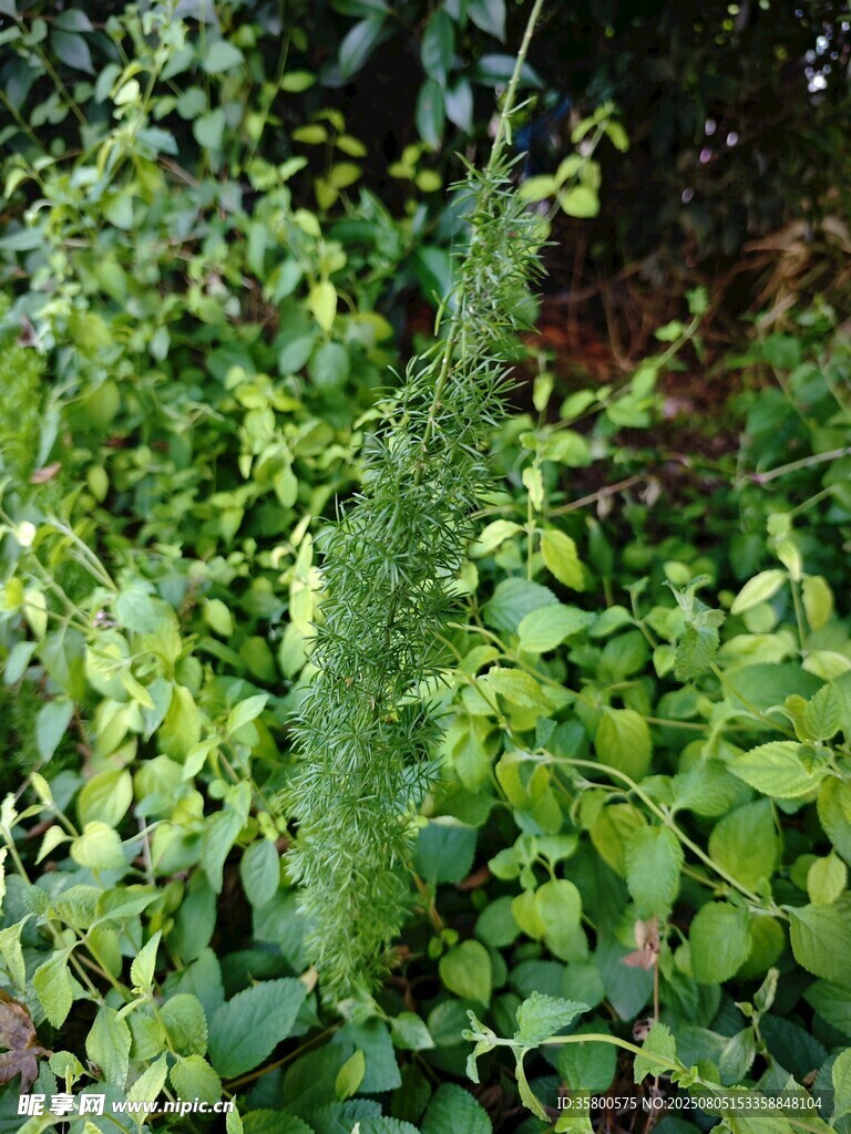 繁茂绿植景观