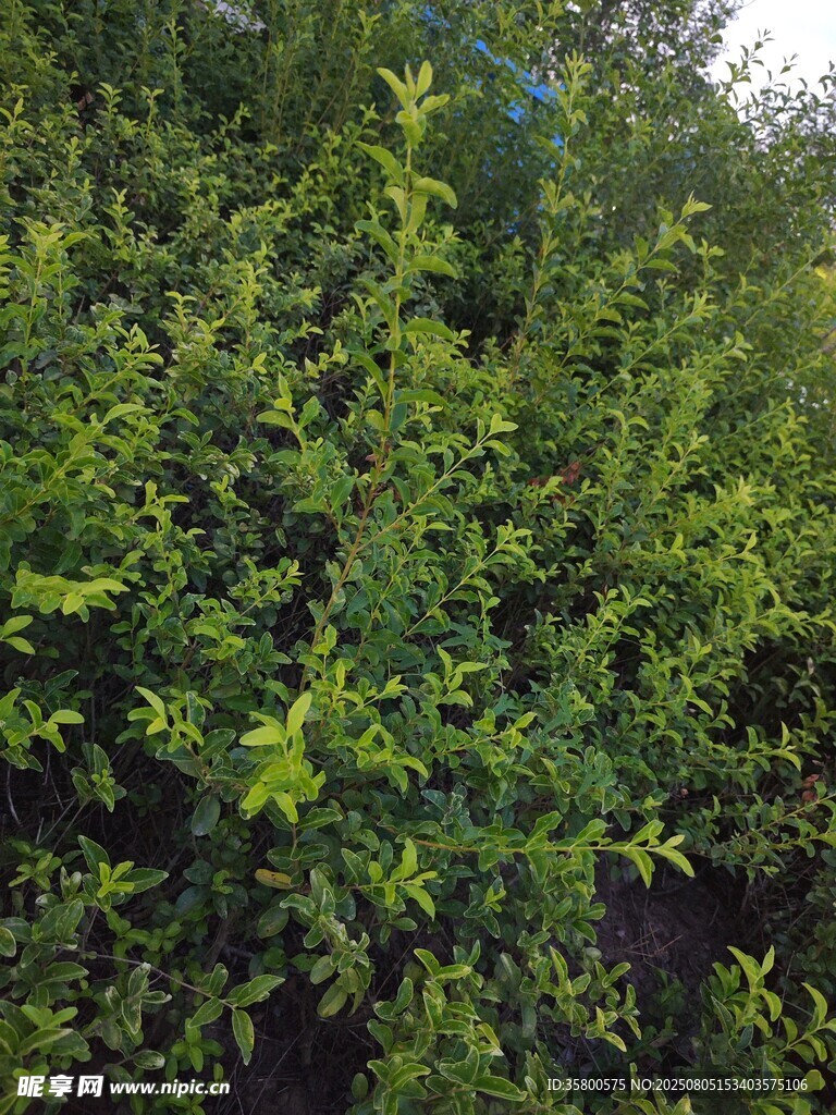 繁茂绿植景观