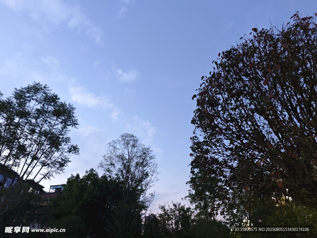 黄昏下的树木景观