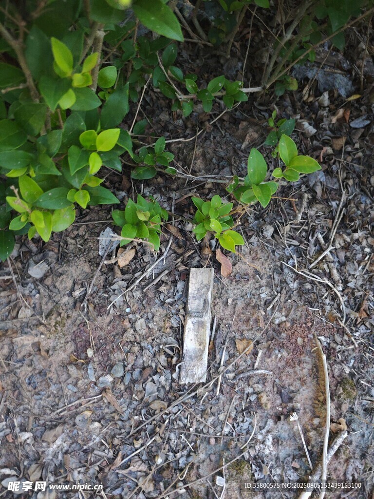 地面绿植旁的小金属物件