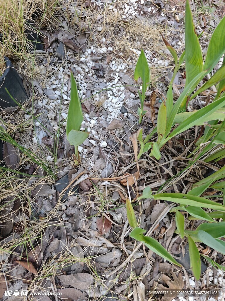 草丛中的小蜥蜴