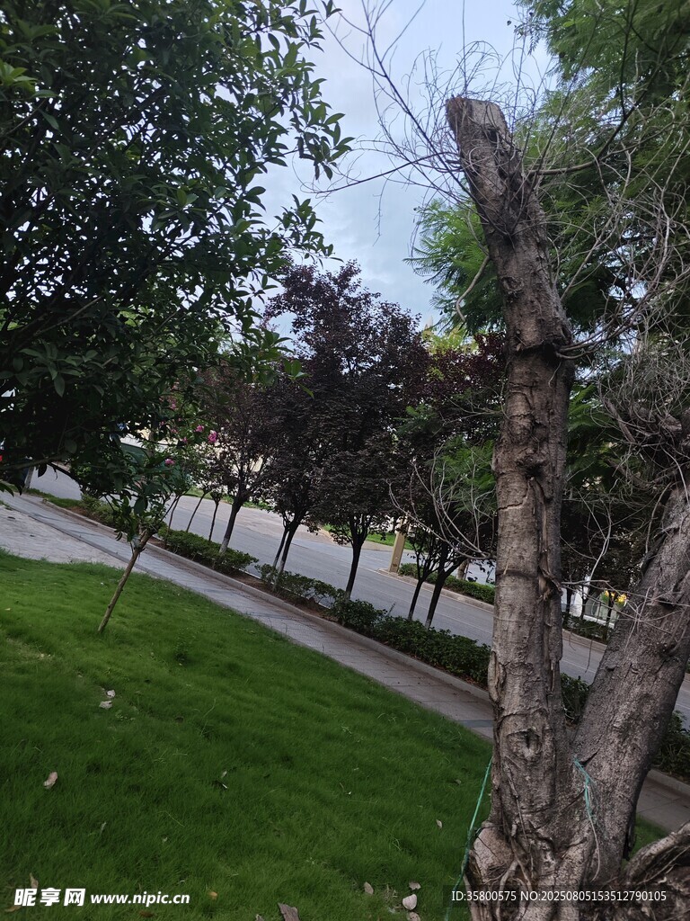 路边光秃树干与绿植景观