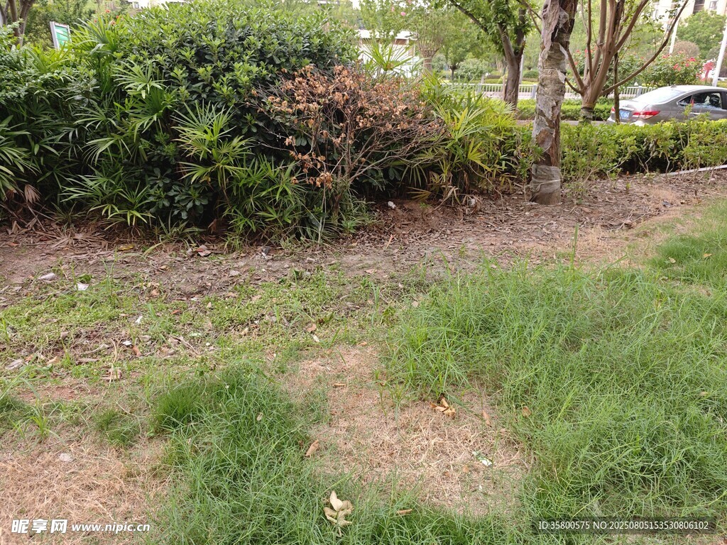 户外绿植草地景观