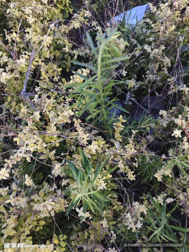 繁茂绿植特写