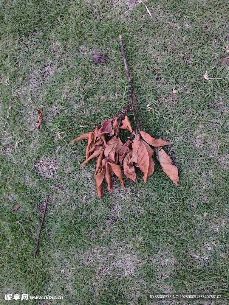 草地上