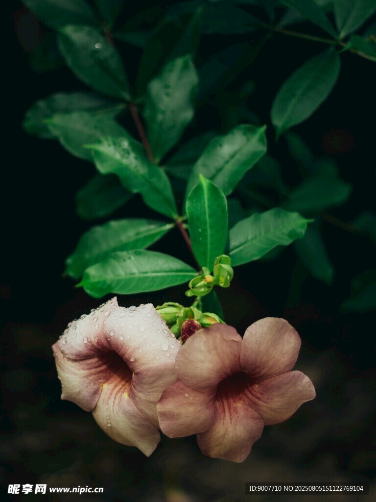 两朵低垂的淡粉色喇叭花