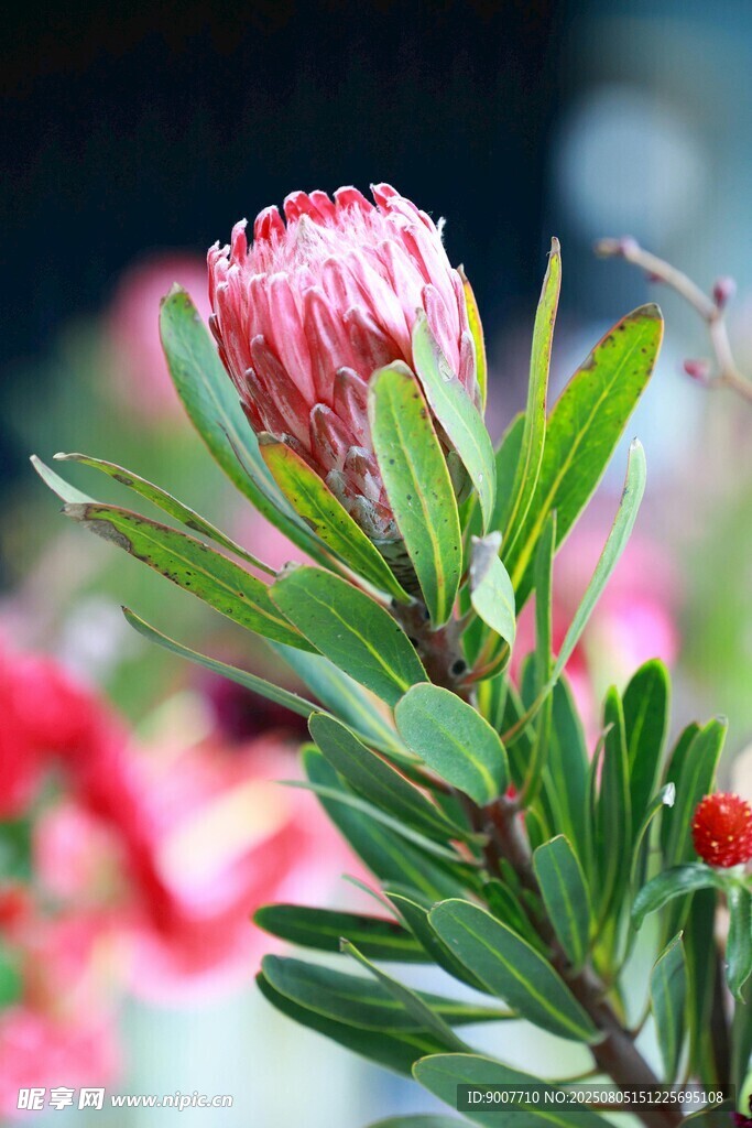 娇艳帝王花特写