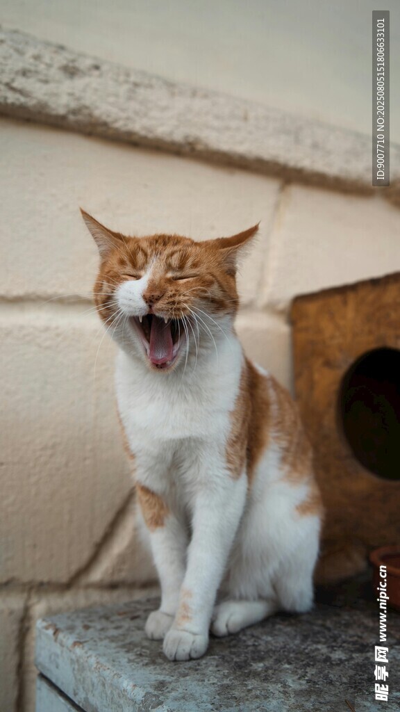 张嘴打哈欠的可爱猫咪