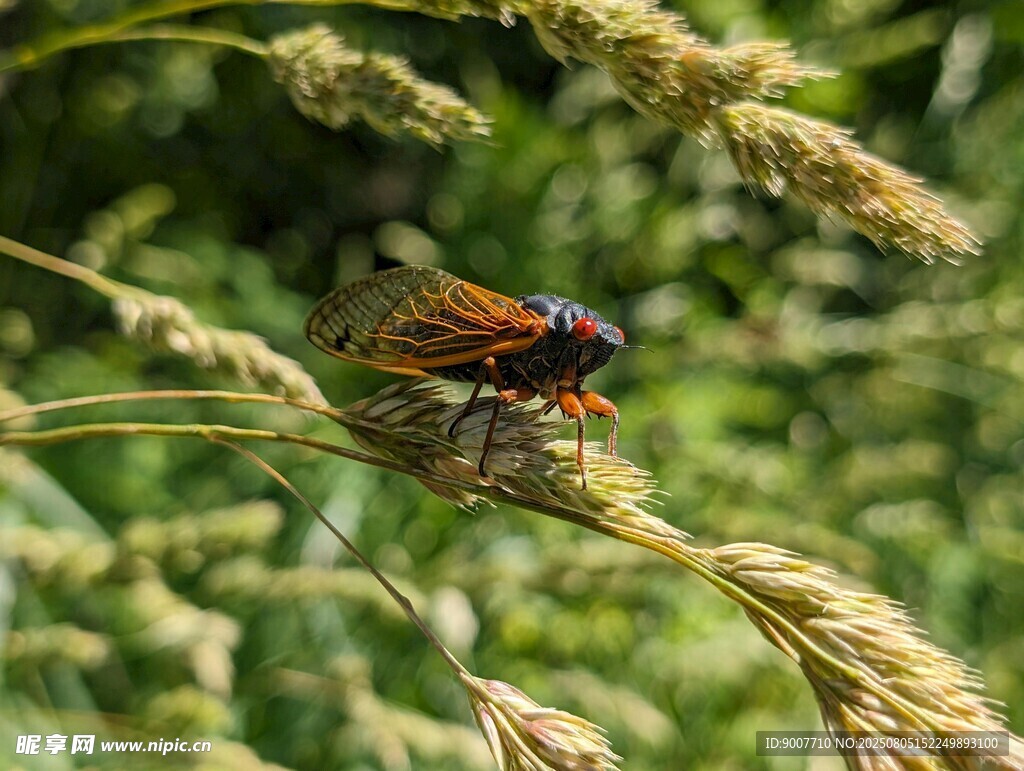 草丛中的多彩昆虫
