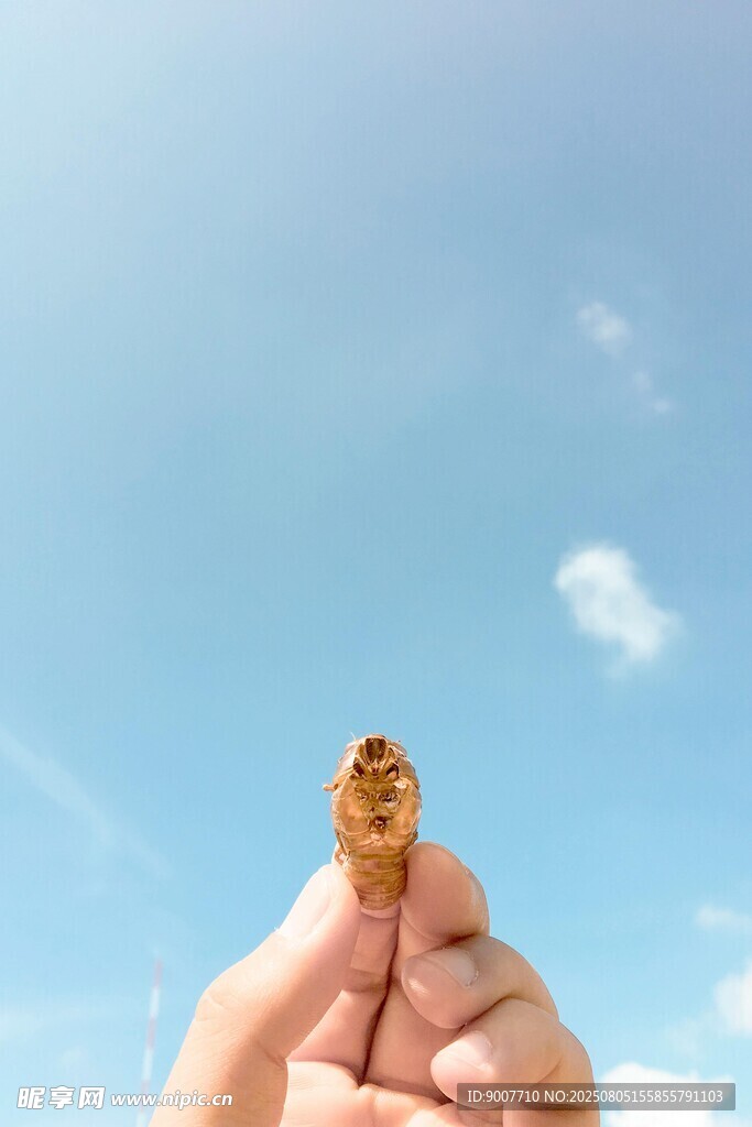 指尖上的金蝉