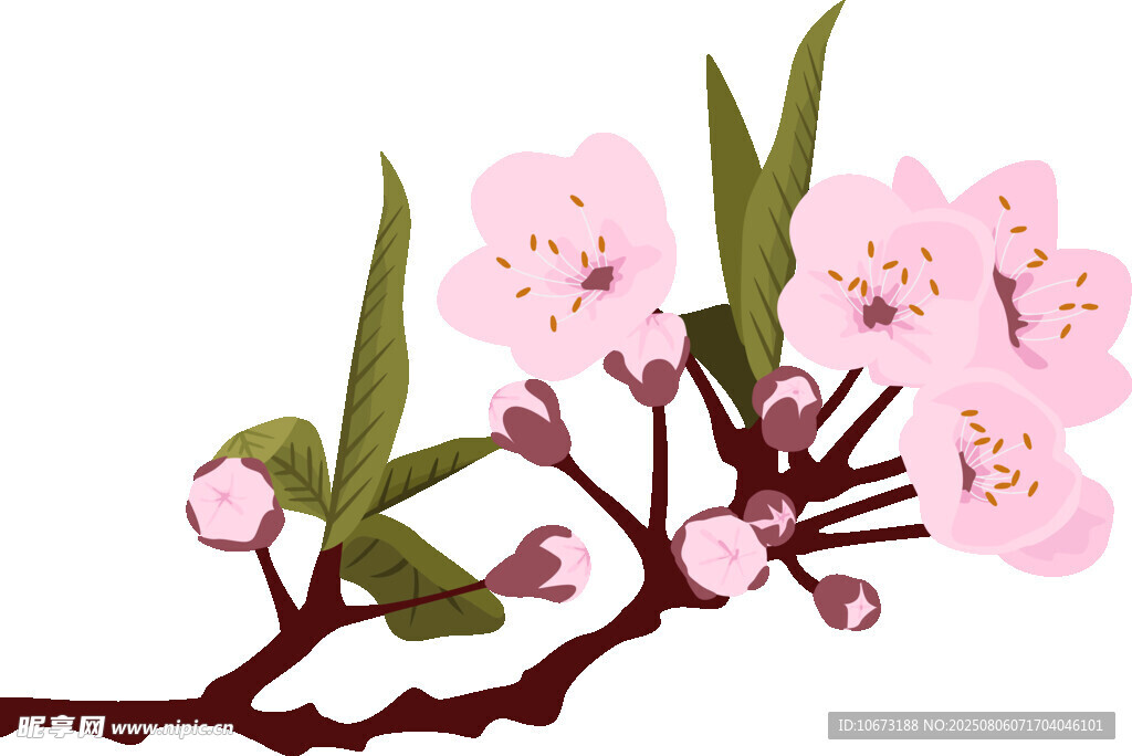 粉色樱花枝特写