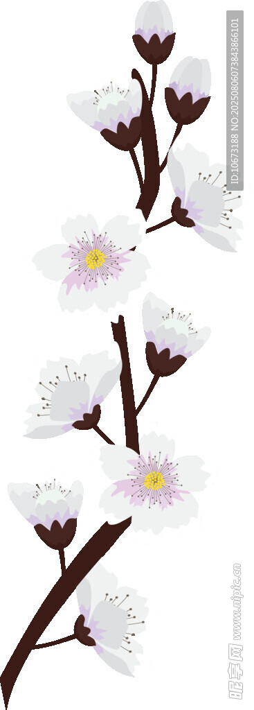 白色花枝绽放美丽花朵