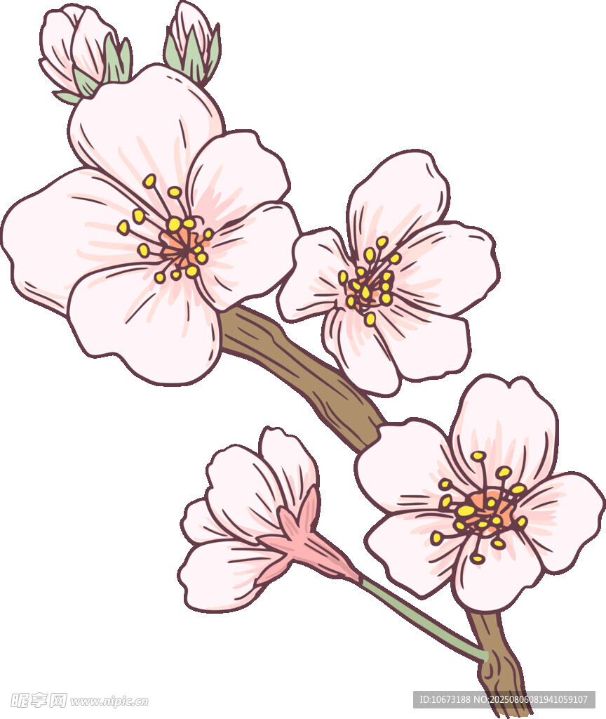 手绘绽放的美丽樱花枝