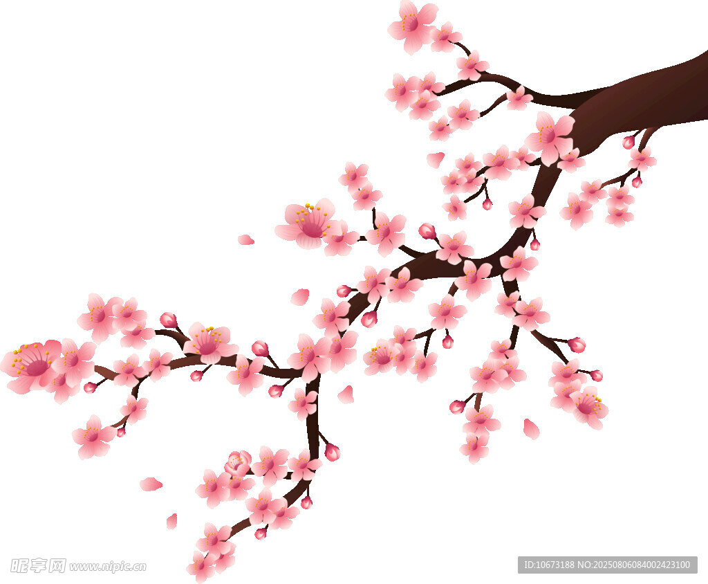 粉色绽放的精致梅花枝