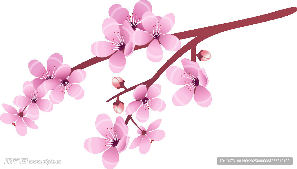 粉色绽放的美丽樱花枝