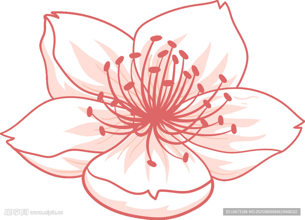 手绘粉色花朵插画