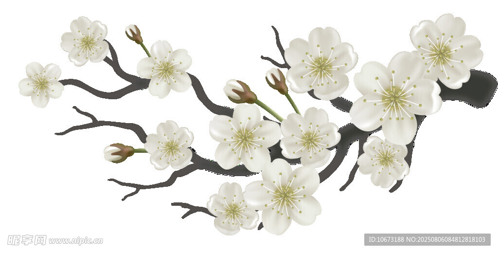 枝头绽放的洁白花朵