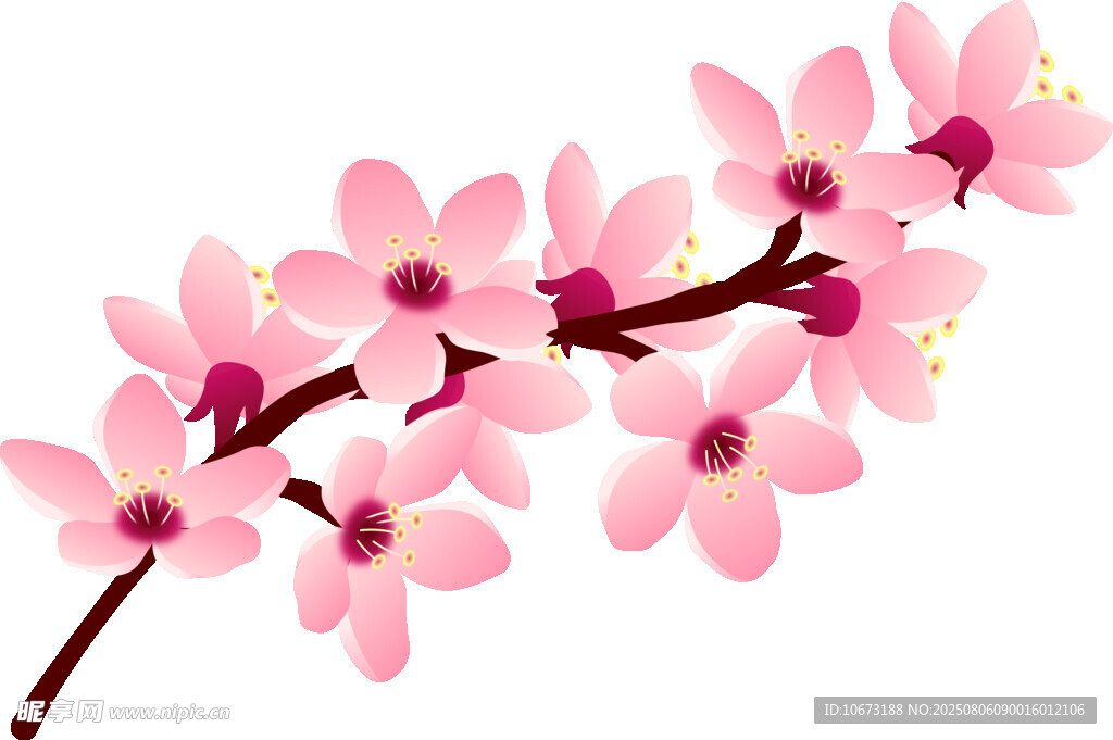 粉色樱花枝条特写