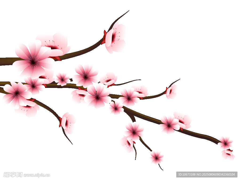 粉色梅花枝特写