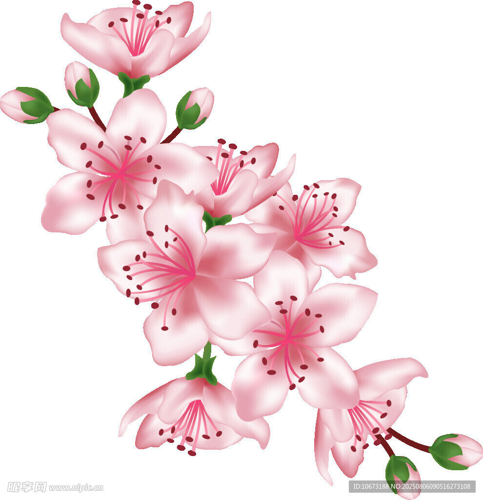粉色桃花枝