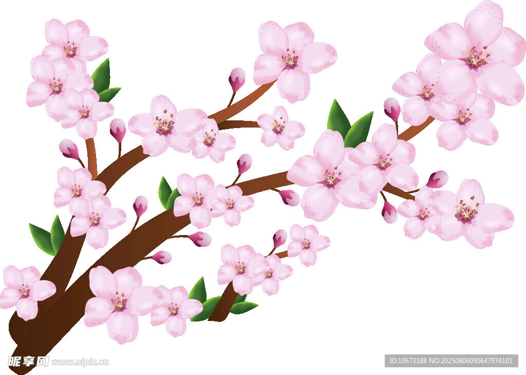 粉色烂漫樱花枝