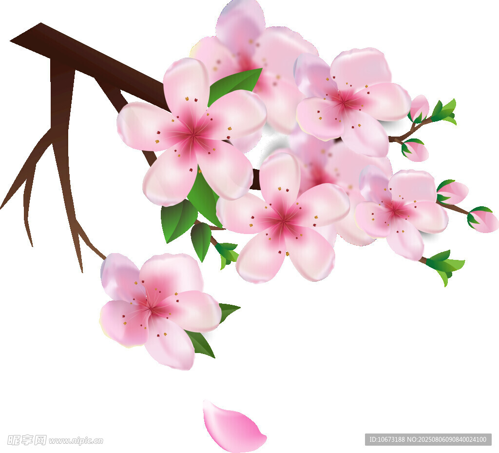 枝头绽放的粉嫩桃花