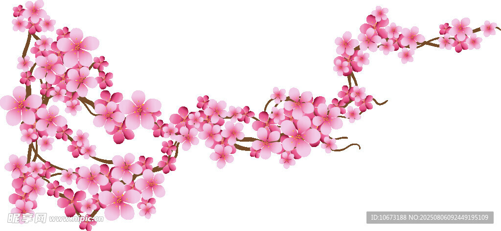 粉色樱花枝