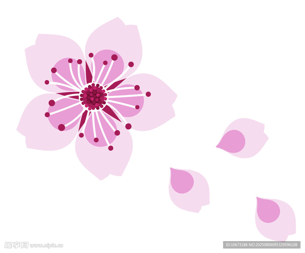 粉色樱花花朵与花瓣
