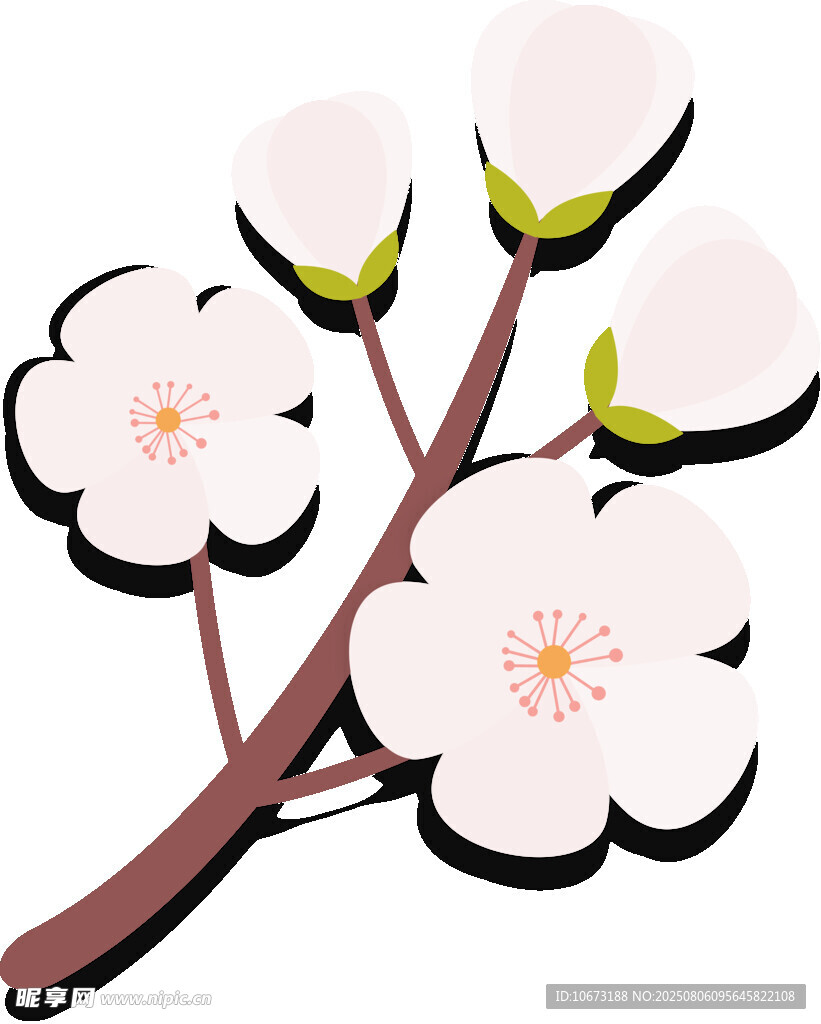 绽放的白色花朵枝丫