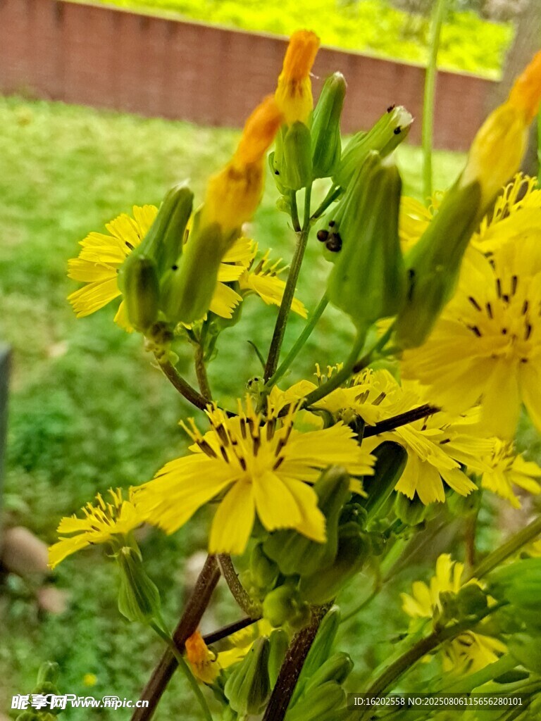 绽放的黄色野花