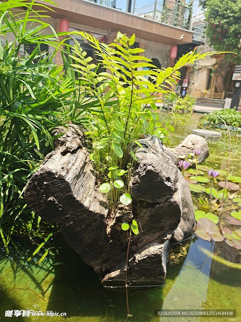 庭院中的古朴树根景观