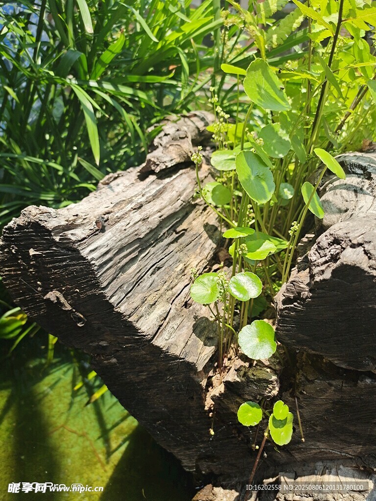 腐木上的翠绿新生植物